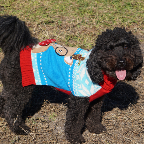 A dog wearing a Christmas sweater