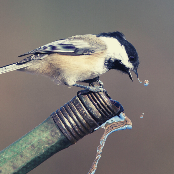 How to Celebrate Earth Day on April 22 and Everyday