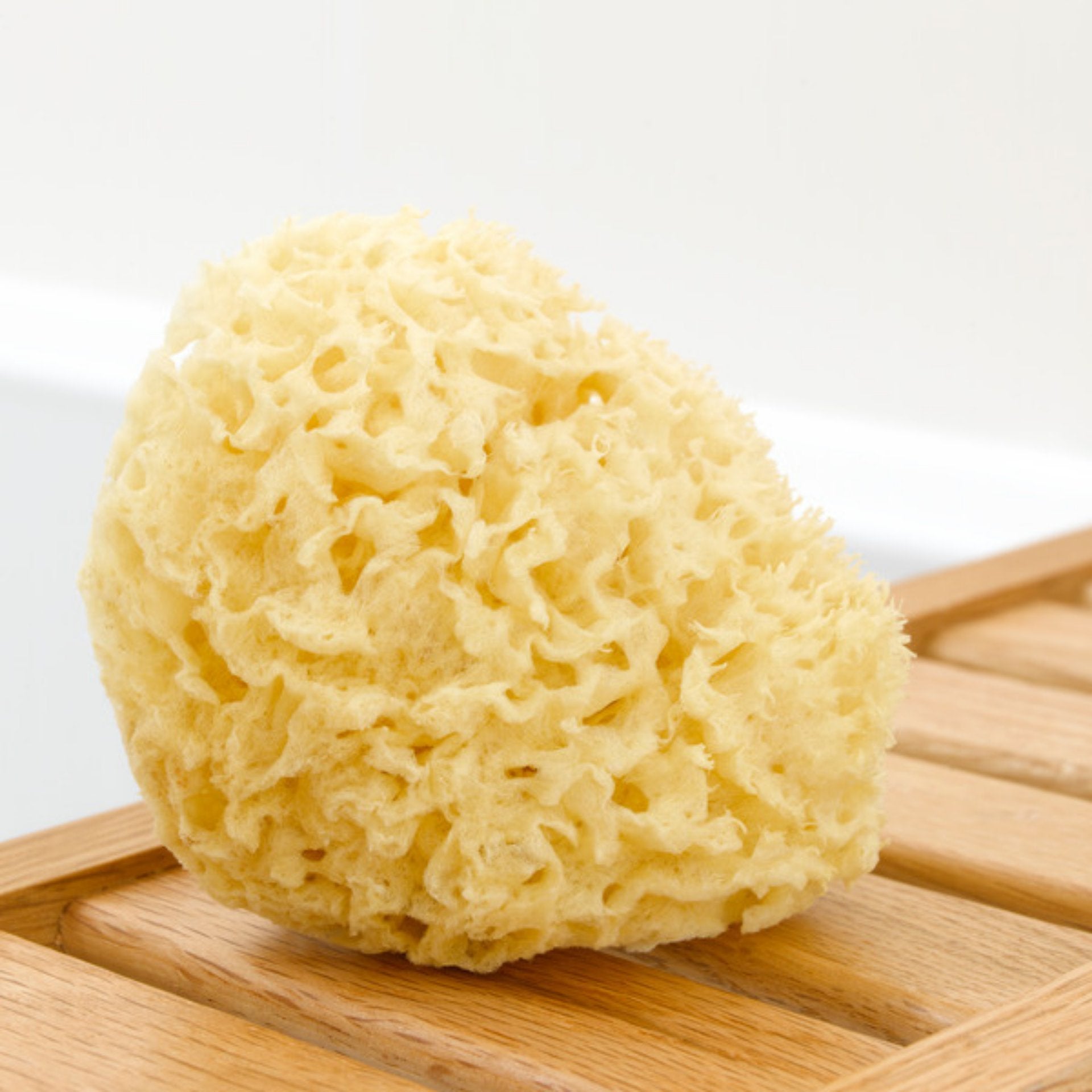 Natural Sea Sponge